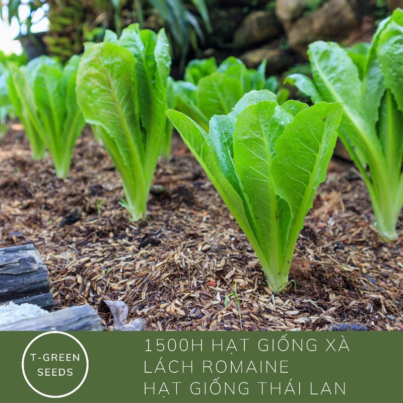 Hạt giống xà lách romain chịu nhiệt