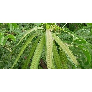 HẠT GIỐNG KEO DẬU (200g) - Thức Ăn Chăn Nuôi - Hạt Giống Cỏ Chăn Nuôi - Cỏ Chăn Nuôi Trâu,Bò,Dê...
