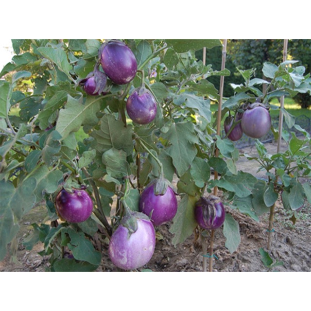 Hạt giống cà dĩa tím- cà bát tím- gói 1gram