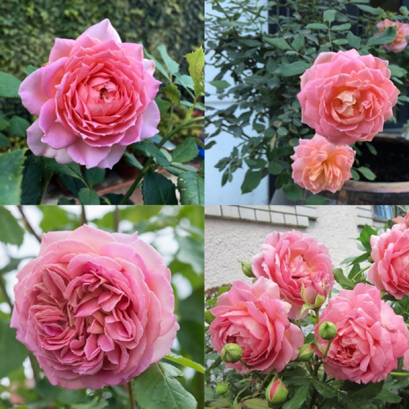 Cây hoa hồng Jubilee Celebration rose