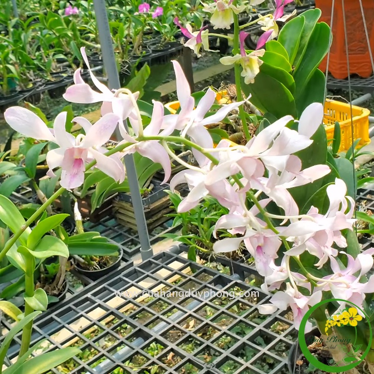 DENDRO NẮNG - CHANEL THƠM | Mùi thơm quý phái như nước hoa Chanel cao cấp