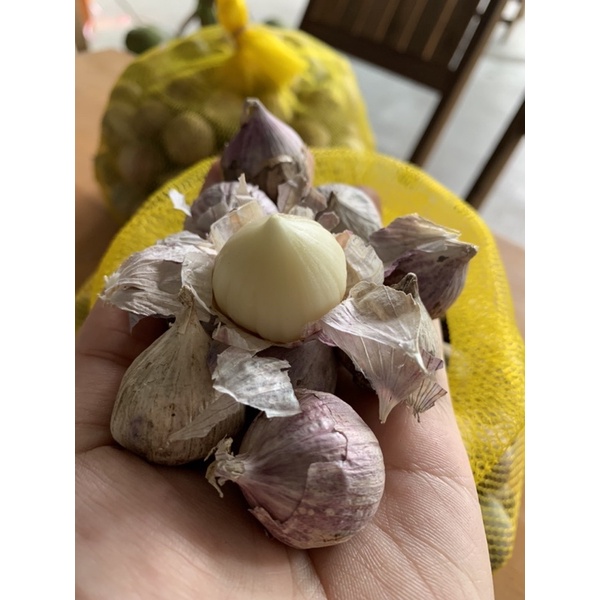 1KG TỎI CÔ ĐƠN NINH THUẬN/ ĐẶC SẢN VĨNH HY