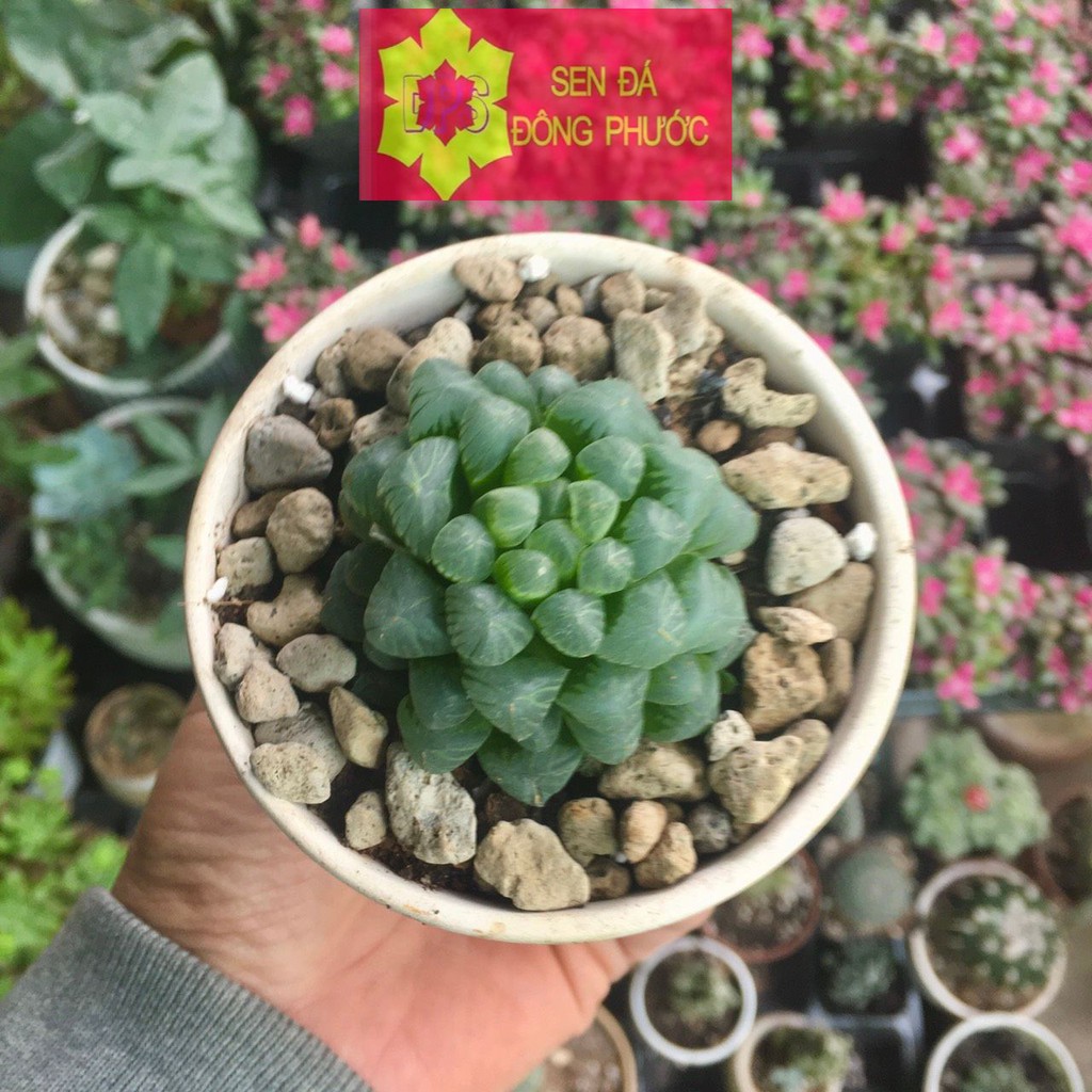 Sen đá kim cương xanh dòng sen Haworthia - Sen đá Đông Phước