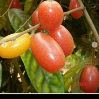 Cây nhót siêu ngọt mỹ