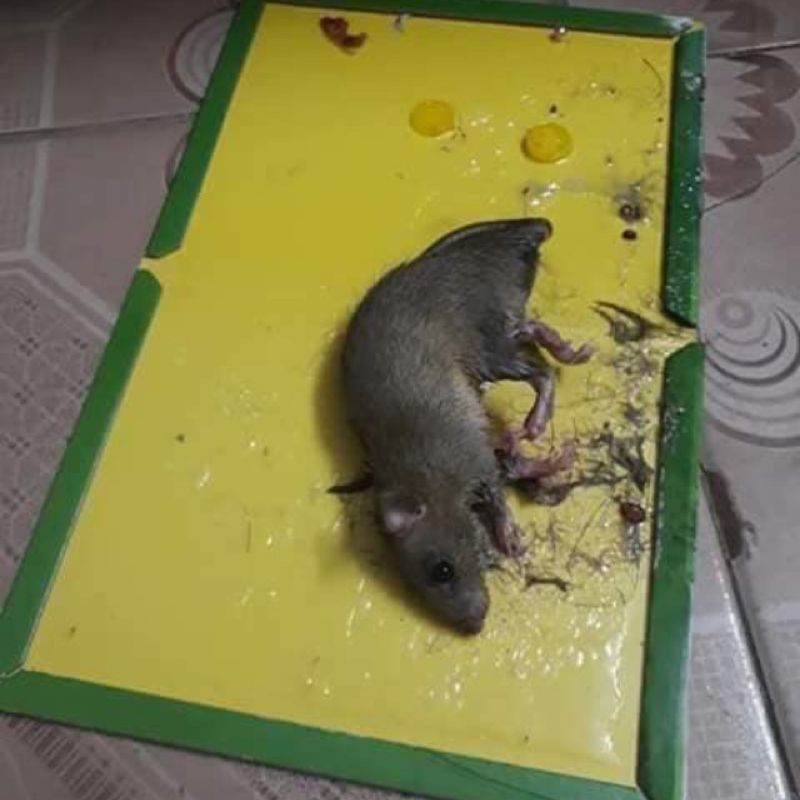 Vỉ keo dính chuột siêu dính 22cm x 35cm