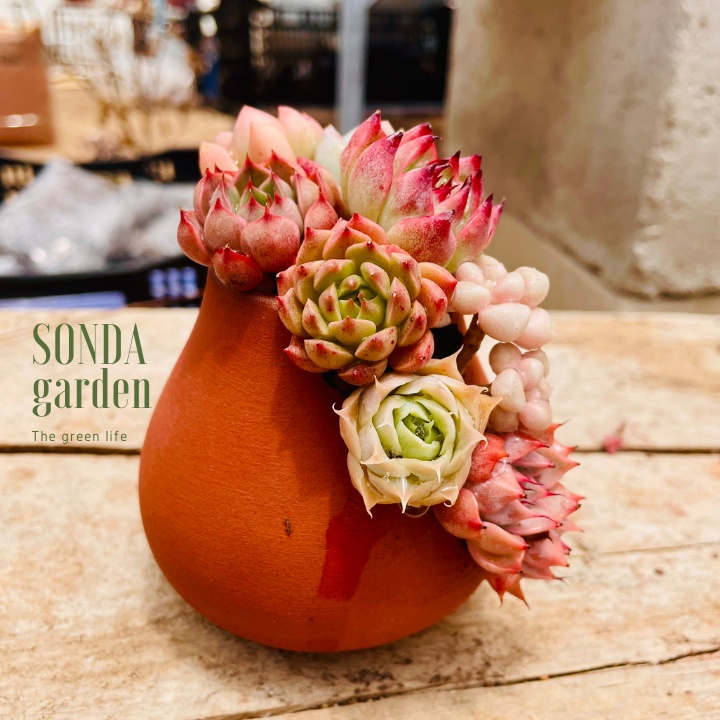Sen đá mini trồng chậu xẻ SONDA GARDEN, cây cảnh trang trí nhà cửa, lỗi 1 đổi 1