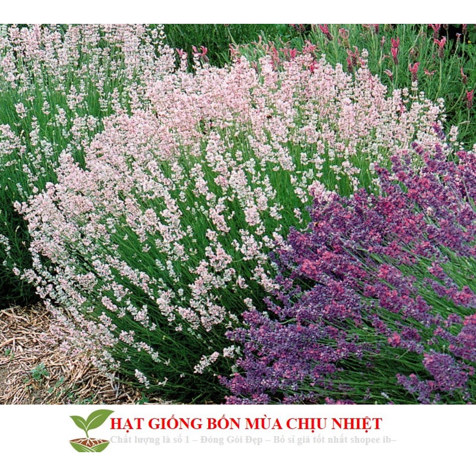 Gói 50 Hạt oải hương nước Ý (Italian Lavender) ĐẾN MÙA TRỒNG TẾT