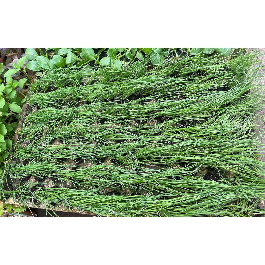 COMBO 3 CÂY CON BỤI GIỐNG HÀNH HOA