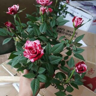 Combo 2 cây Hồng mini siêu nụ