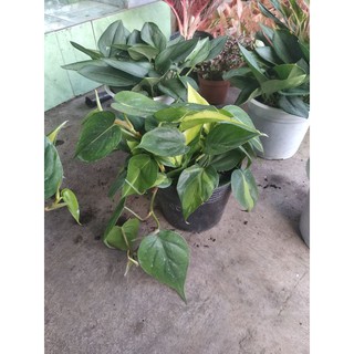 trầu bà Brazil