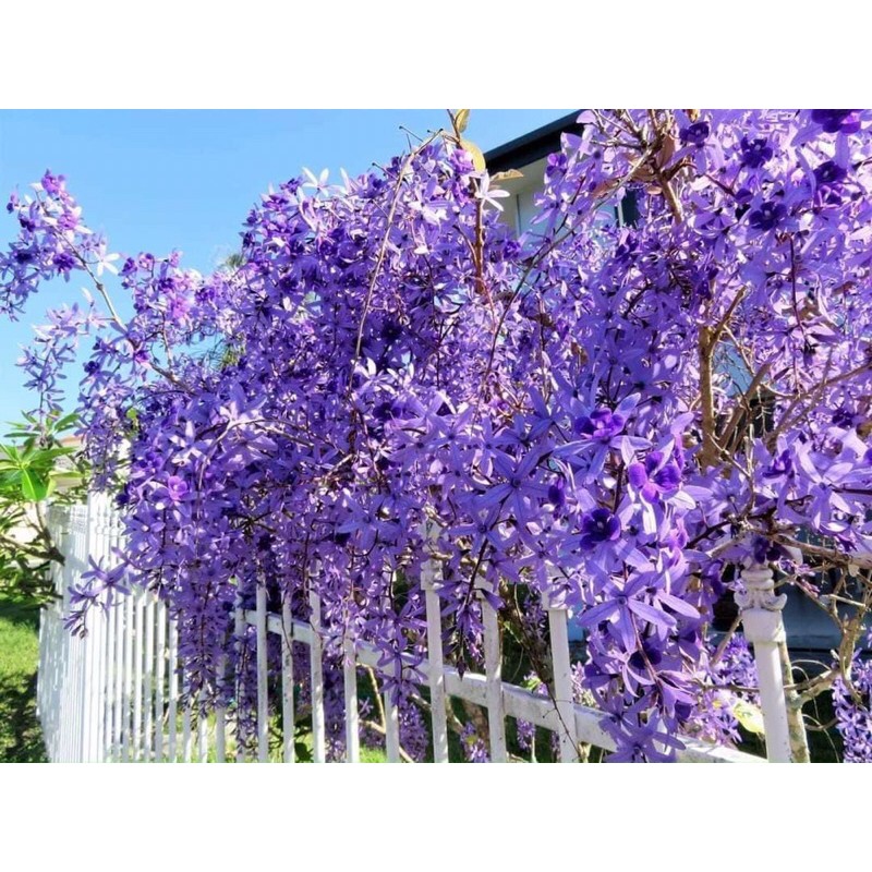 (1 cây) Cây mai xanh Thái Lan bông tím (hoa chùm) - cao 40-70cm
