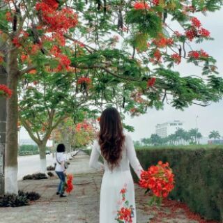 Vải áo dài hoa phượng