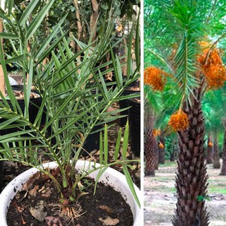 Cây Chà Là Thái Lan( ảnh thật số 2)