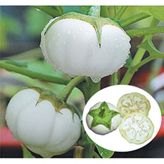 Hạt giống Cà Dĩa trắng - Gói 1 gram