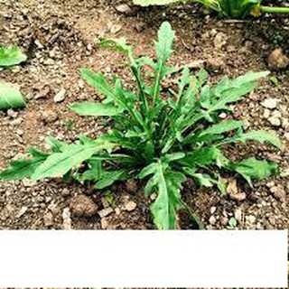 Hạt Giống Rau Thơm Wild Rocket 1gr