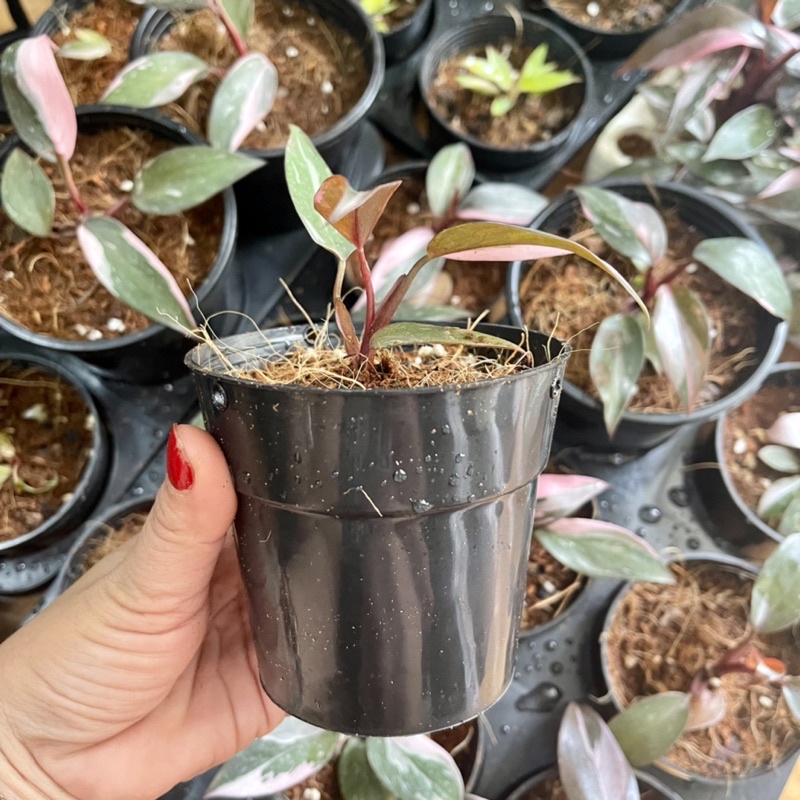 Cây công chúa Hồng philodendron pink princess marble kiểng lá