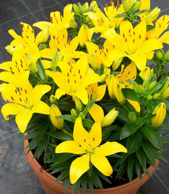 Củ Hoa Ly Lùn Trồng Tết