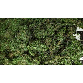 Giảo cổ lam Hòa Bình 1kg