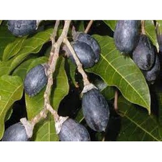 Cây trám đen trồng phủ đồi