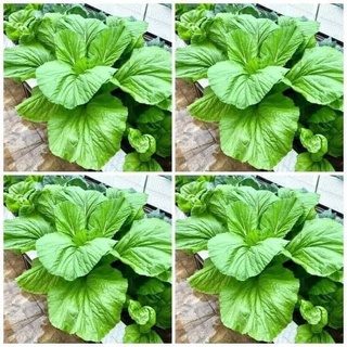 5 lạng Hạt giống cải canh khổng lồ