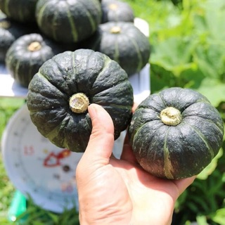 HẠT GIỐNG BÍ KABOCHA HÀN QUỐC