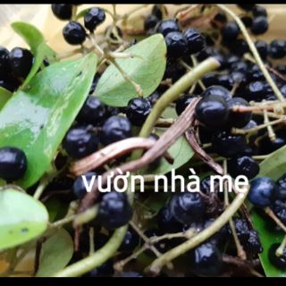 30 Hạt giống cây sương sâm trơn ( láng)