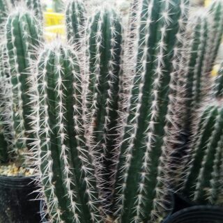Xương rồng Hải Đăng Đen cao 10-15cm, xuất xứ miền bắc khí hậu 4 mùa phù hợp với các vùng miền việt nam