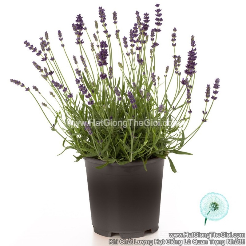 10h Hạt Giống Hoa Oải Hương Lavender Lùn 30cm (C1.204| B6*V13)