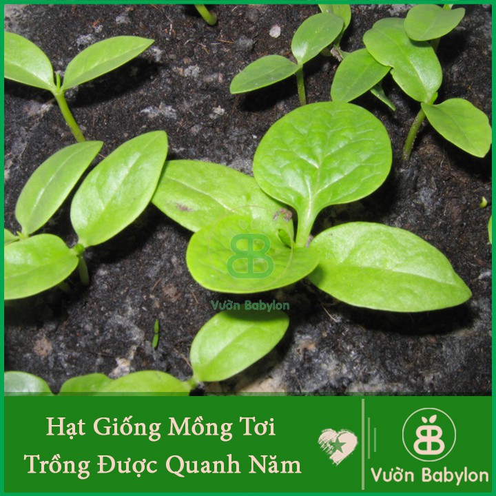 Hạt Giống Mồng Tơi Cao Sản 20gr Rạng Đông