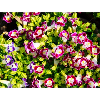 Hạt giống hoa Mắt nai mix nhiều màu _ hoa tô liên mix