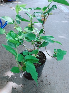 Cây Dâu Bonsai