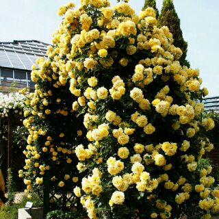 Hạt giống hoa hồng leo pháp mix