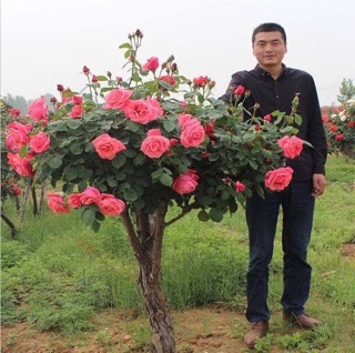 Gốc hồng thân gỗ gốc to khỏe, tỉ lệ sống cao