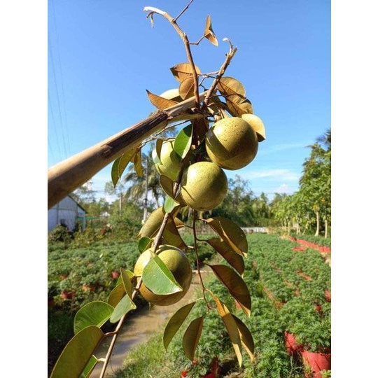 Cây Giống Vú Sữa Lò Rèn Giống .