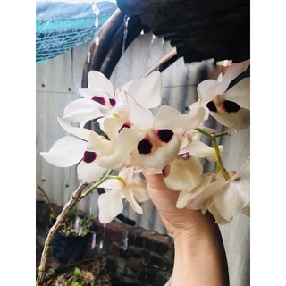 (New) Lan hoàng thảo thái bình 1 giề