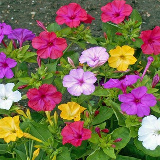 Hạt giống hoa bông phấn mix Nhiều màu - 1 gói 10 hạt