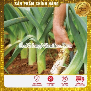 Hạt Giống Tỏi Tây(1gr)