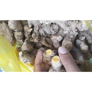 ngải sậy vàng