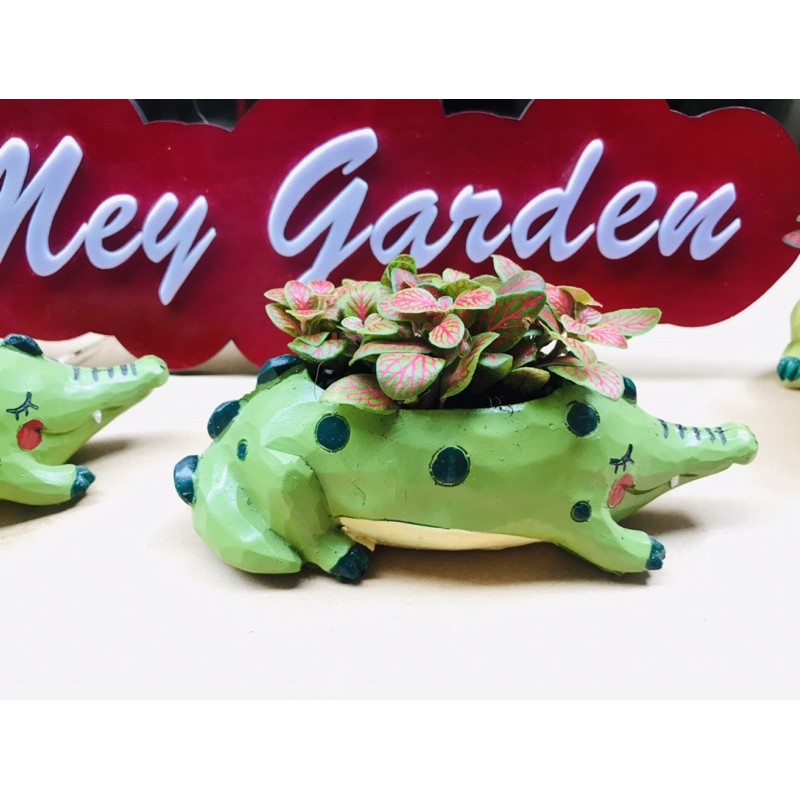 Chậu Mini Hình Cá Sấu