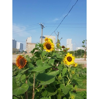Hạt hoa hướng dương đỏ