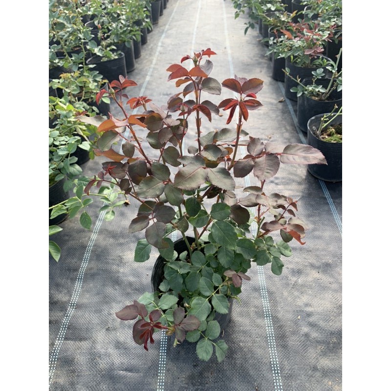 Cây hoa hồng bụi Color Shell viền hồng, cây nguyên chậu cao 50-60cm. thienan22916