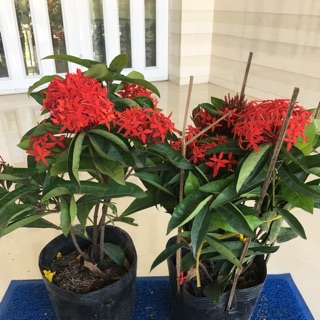 Hoa mẫu đơn mỹ màu đỏ rực