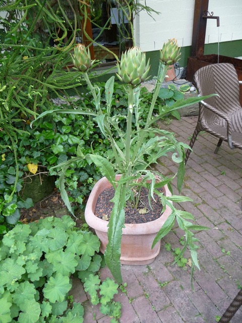 Hạt giống a-ti-sô hay còn gọi ác-ti-sô (cây thảo dược)