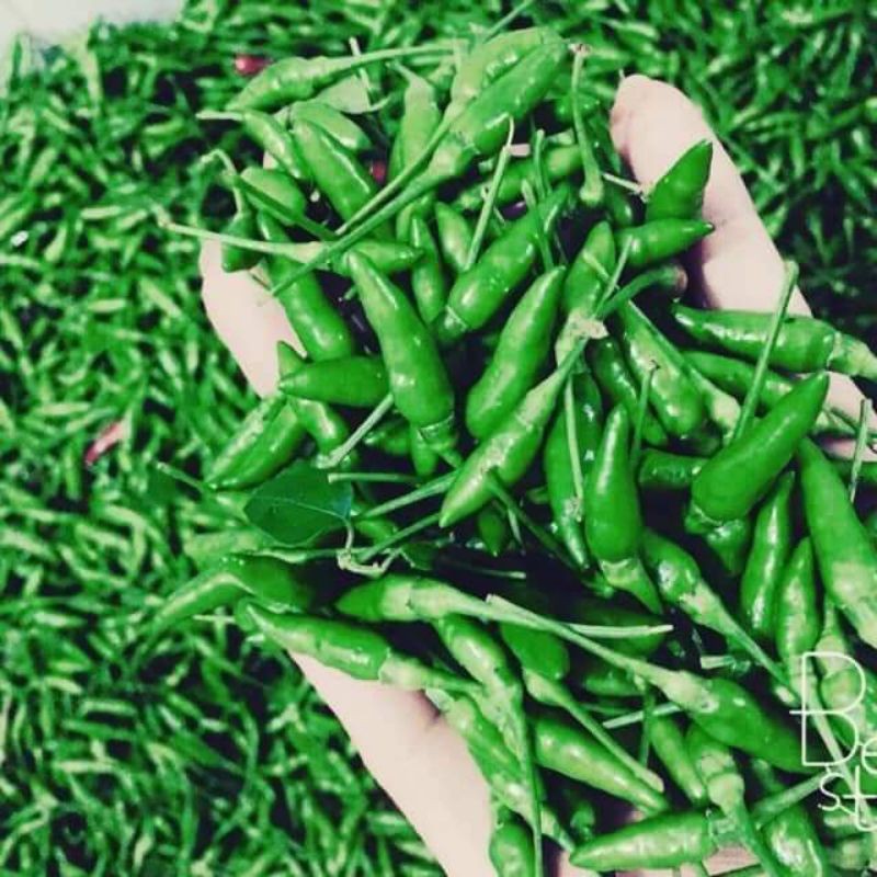 Sỉ 5kg ớt xiêm rừng