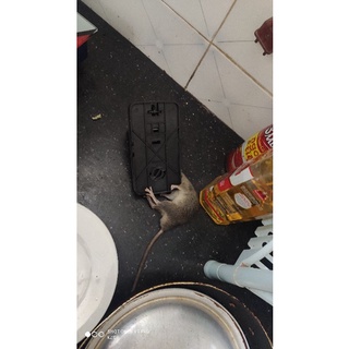 Bẫy Chuột rất nhậy