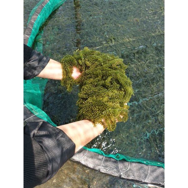 RONG NHO TƯƠI 500GR đóng hộp kèm chai xốt mè rang kewpie