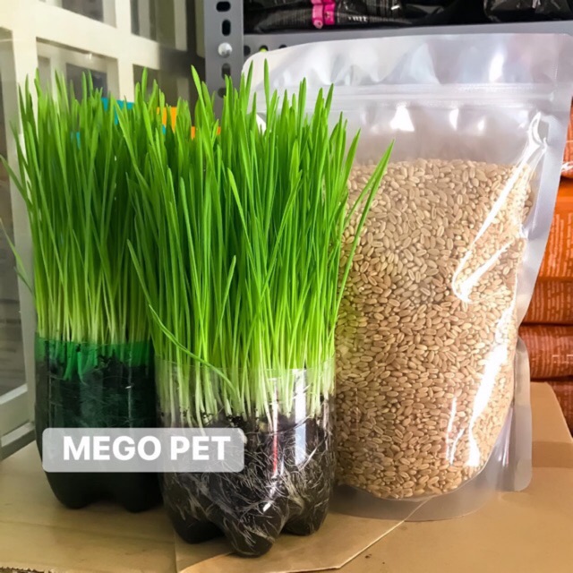 Hạt Giống Cỏ Lúa Mì Cho Chó Mèo Thỏ Hamster