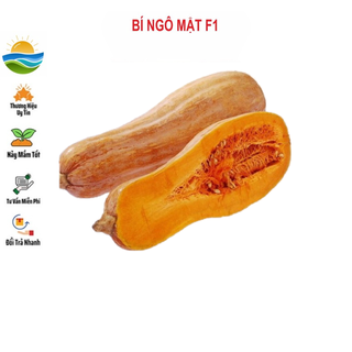 Hạt giống bí ngô mật f1 10 hạt