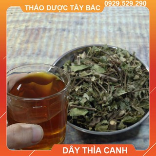 Lá Thìa Canh - Cây Thìa Canh