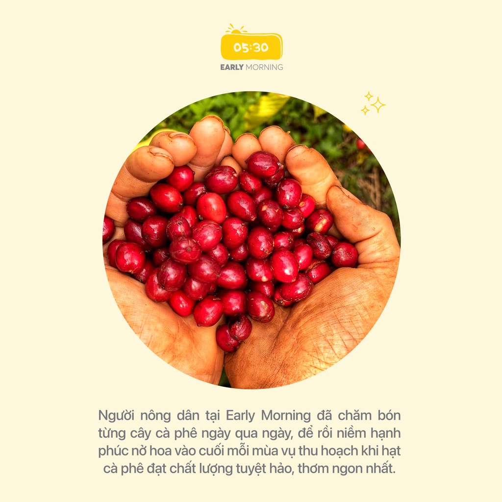 Cafe hạt Robusta nguyên chất cao cấp EARLY MORNING, cà phê hạt rang xay pha phin pha máy 250gr | BigBuy360 - bigbuy360.vn